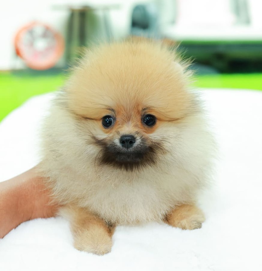 ปอมแท้ ปอมหน้าหมี HRF-10821 เพศหญิง สีส้ม ตัวจิ๋วตัวเล็ก แก้มอ้วน น่าฟัดมาก ๆ ตอ...