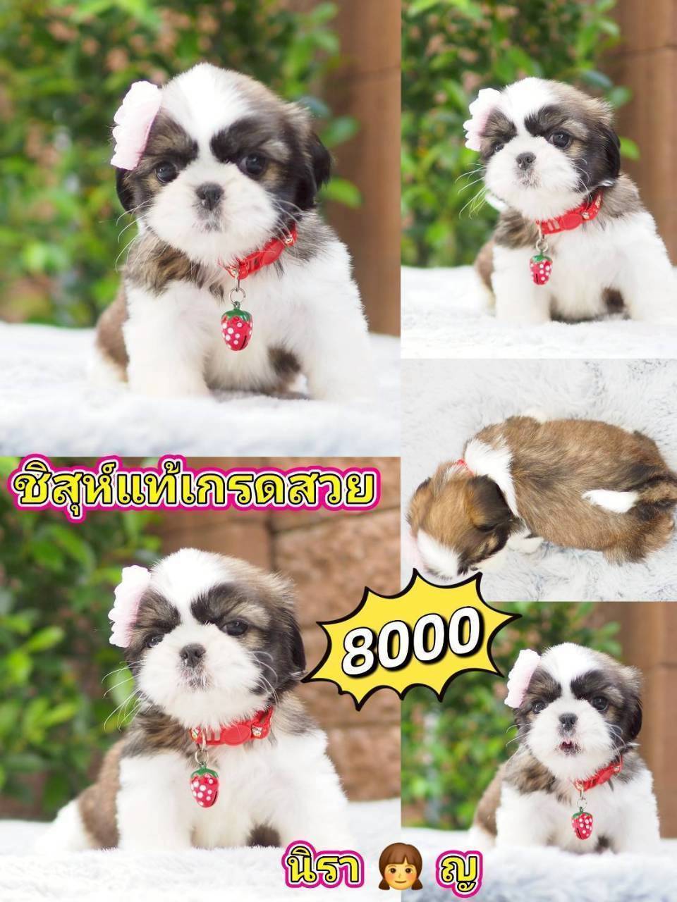 กิ๊ฟซ่าชิสุ ❤️ กทม