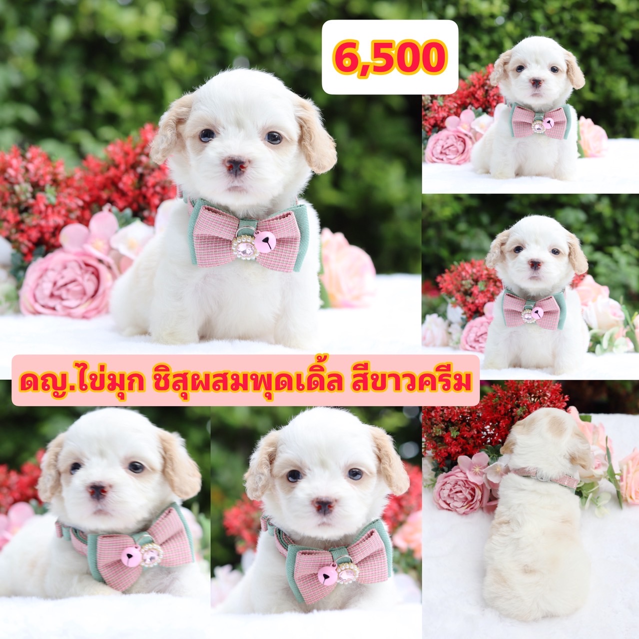 ชิสุผสมพุดเดิ้ล