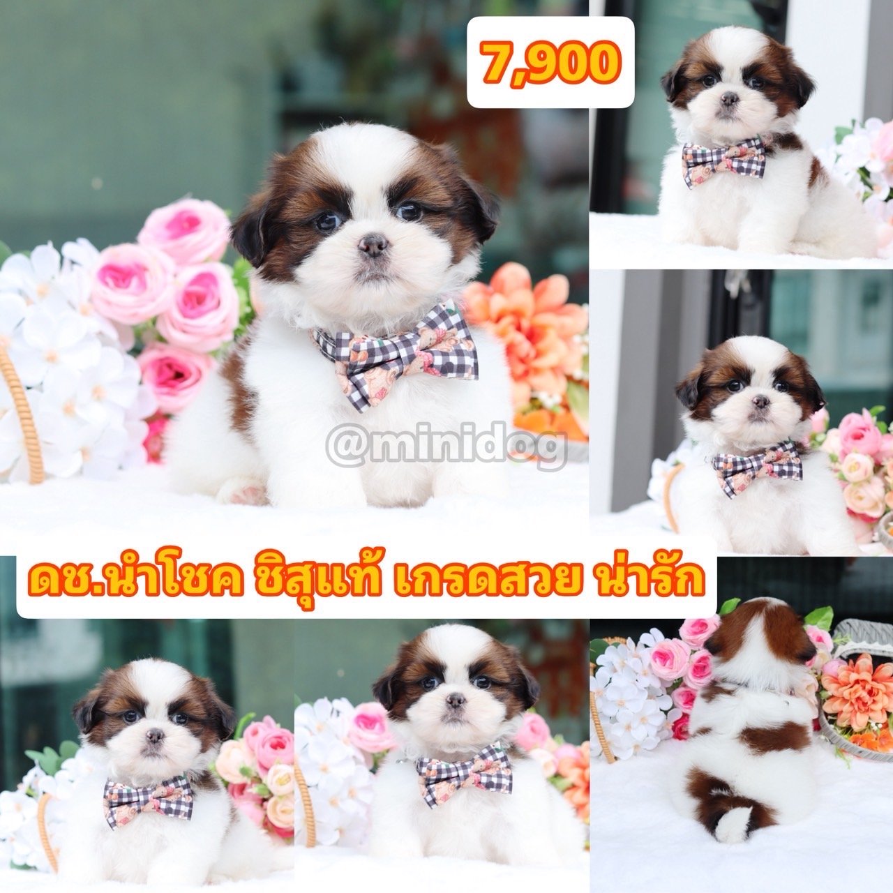 ชิสุแท้เกรดสวย