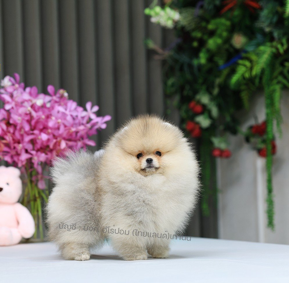 ปอมแท้ ปอมหน้าหมี HRM-10956 เพศชาย สีส้ม อายุ 2 เดือน ขนแน่น ขาใหญ่ กินเก่ง หน้า...