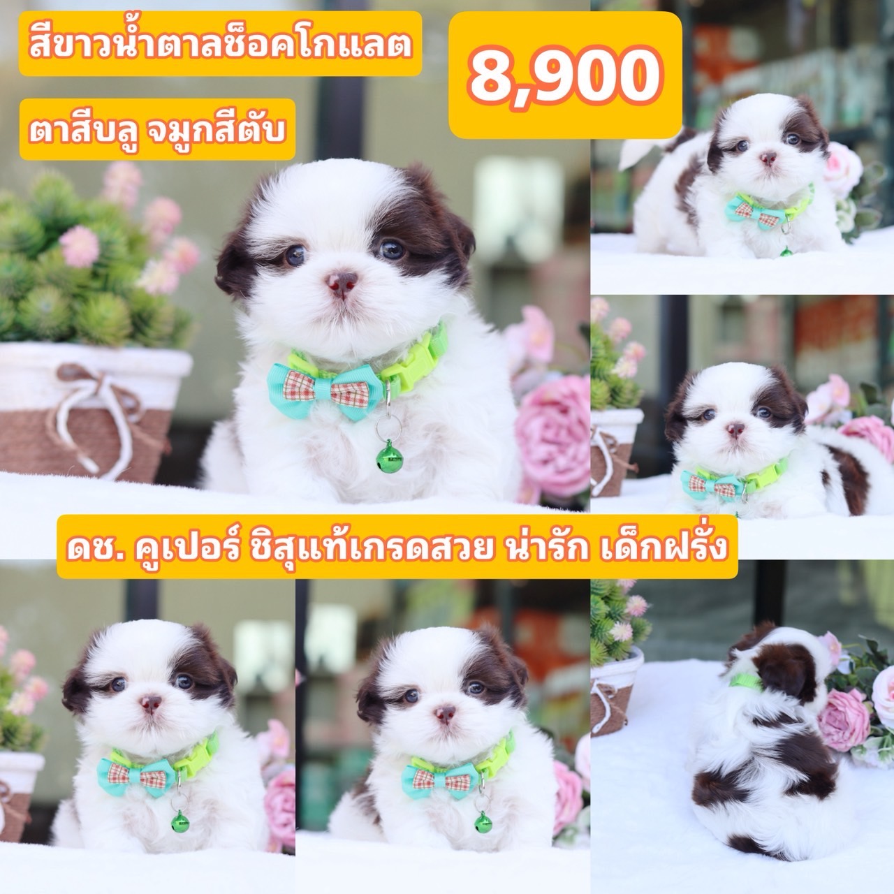 ชิสุแท้เกรดสวย