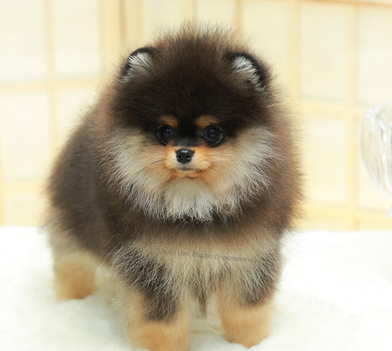 ปอมแท้ ปอมหน้าหมี HRM-68776 เพศชาย สีแบล็คแทน เจ้าหนูน่ารัก ตัวสั้นขนแน่นมาก หน้...