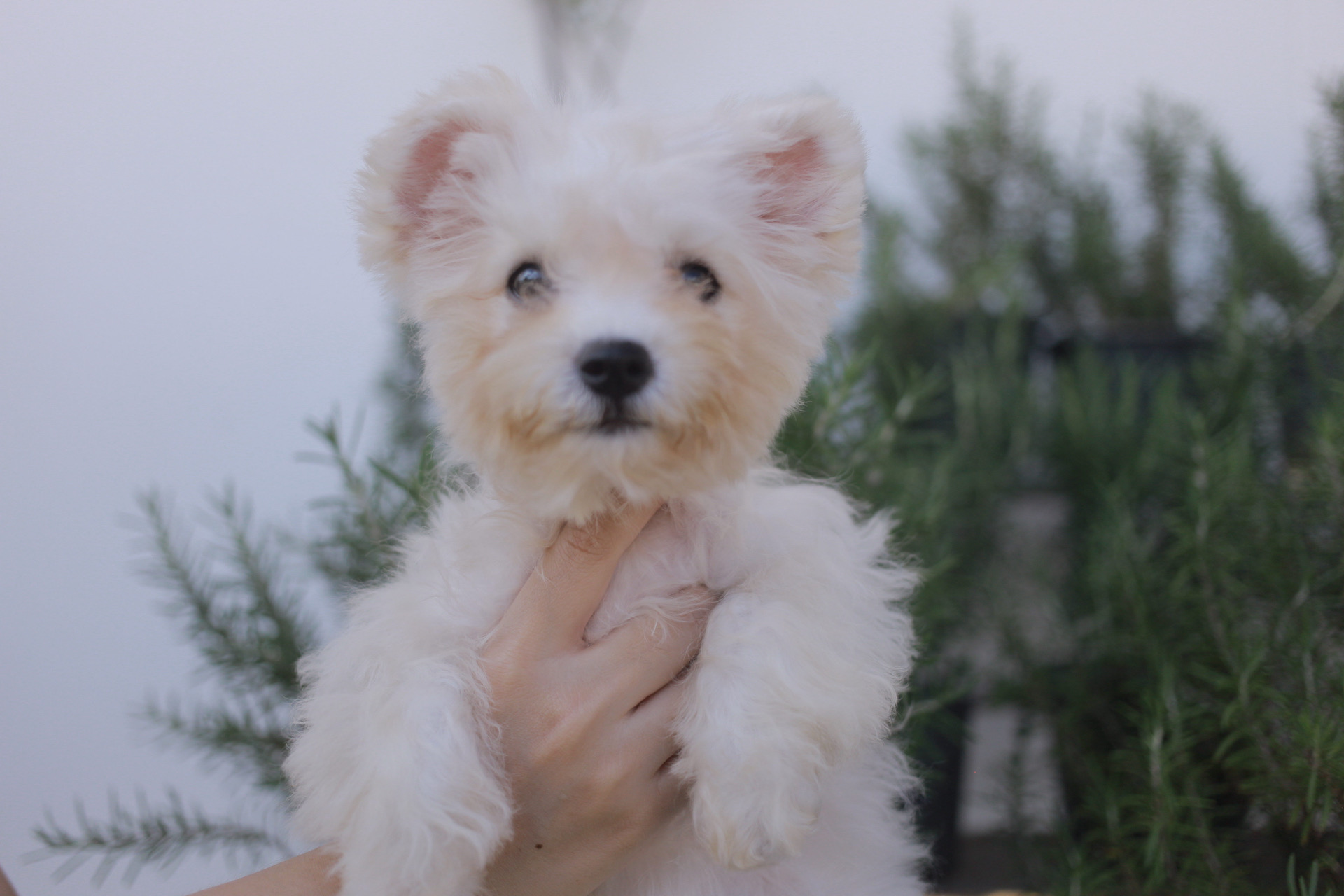 ลูกสุนัขบิชองพู Bichon poo