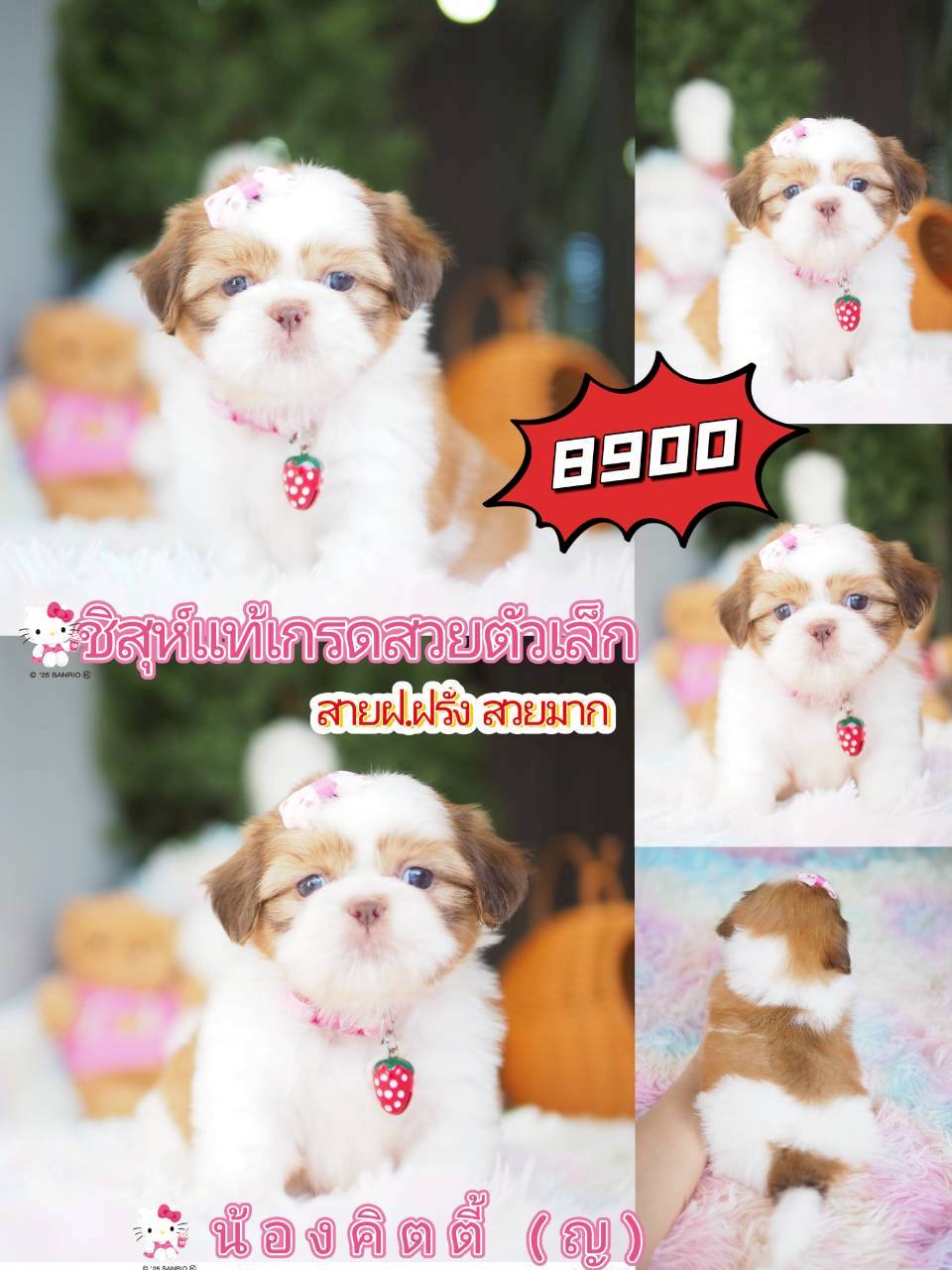 Kibzaa ชิสุห์ พร้อมส่วนลด