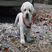 Female labrador puppies are available for sales, born April 15th 2018 .Sir "...