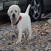 ลูกสุนัขลาบราดอร์สีเหลืองกำหนดคลอด 03 กันยายน 2562 กรีนคอร์เนอร์ลาบราดอร์ ลูกทาโ...