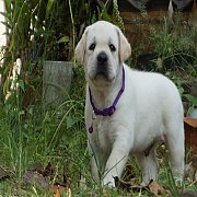 ลูกสุนัขสีเหลืองเกิดวันที่ 8 มีนาคม 2565 กรีนคอร์เนอร์ลาบราดอร์