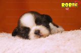  DeeDee shihtzu ชมภาพชิสุห์น่ารักๆ และลูกสุนัขชิสุห์ที่พร้อมย้ายบ้านคะ!! 