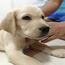 ขายลูกสุนัข Labrador สายพันธุ์แท้ เพศผู้ 2 ตัว สุขภาพแข็งแรงครับ