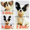 LITTLE DOG'S FARM : โปรโมชั่นพิเศษ รับส่วนลดทันที 1,000.- อัพเดตคลิปล่าสุดให้ชมค...