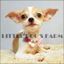 LITTLE DOG'S FARM : น้องได้บ้านใหม่แล้วค่ะ สาวน้อยชิวาวา ขนสั้น หน้าแบ๊วๆ