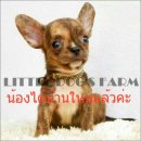 LITTLE DOG'S FARM : ย้ายบ้านแล้วค่ะ หนุ่มน้อยชิวาวา ลายเสือ ตัวเล็กๆค่ะ อัพเดตคล...