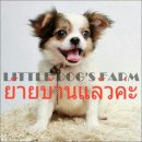 LITTLE DOG'S FARM : ย้ายบ้านแล้วค่ะ สาวน้อยชิวาวา  สีแฟนซีขาว-น้ำตล ราคาพิเศษจ้า