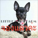 LITTLE DOG'S FARM : จองแล้วค่ะ สาวน้อยชิวาวา สีดำมาร์คกิ้งลายเสือ หน้าแบ๊วๆจ้า