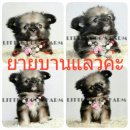 LITTLE DOG'S FARM : ย้ายบ้านแล้วค่ะ สาวน้อยชิวาวาขนยาว สีน้ำตาลเข้ม หน้าสั้นสวย...