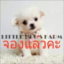 LITTLE DOG'S FARM : ชิวาวาขนยาว สีขาว หัวโต ตาโต น่ารักๆจ้า