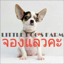 LITTLE DOG'S FARM : จองแล้วค่ะ ตัวเล็กๆ สีขาว-ดำ มีคิ้ว มีแก้ม น่ารักๆ มีคลิปให้...