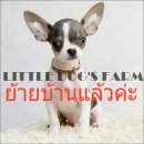 LITTLE DOG'S FARM : ย้ายบ้านแล้วค่ะ ชิวาวาขนสั้น สีขาว-เทา มีคิ้ว มีแก้ม น่ารักๆ...