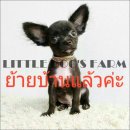 LITTLE DOG'S FARM : ย้ายบ้านแล้วค่ะ ชิวาวาขนยาว ไซด์ทีคัพ อายุ4เดือนครึ่ง วัคซีน...