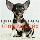 LITTLE DOG'S FARM :ย้ายบ้านแล้วค่ะ สาวน้อยชิวาวา ขนสั้น สีแบลคแทน ตัวเล็ก น่ารัก...