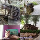 น้องยาหยี Amarican shorthair สี silverclassic tabby เพศเมีย สำหรับผู้ที่สนใจน้อง...