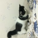 ขายลูกแมว Excotic Shothair อายุ2.5 เดือน 10000-5000  ติดต่อได้จ้า ID Line:chiopc...