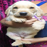 ลาบราดอร์  แท้ นัดดู พุทธมณฑลสาย 5