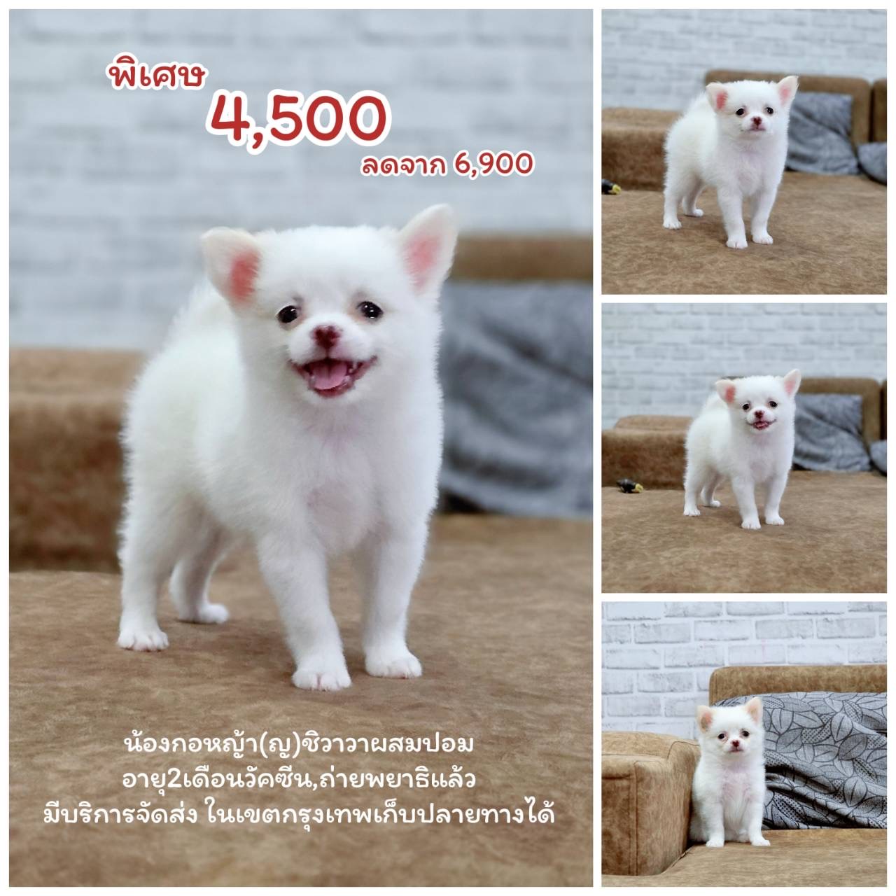 ชิวาวาผสมปอม พร้อมยเายบ้าน
