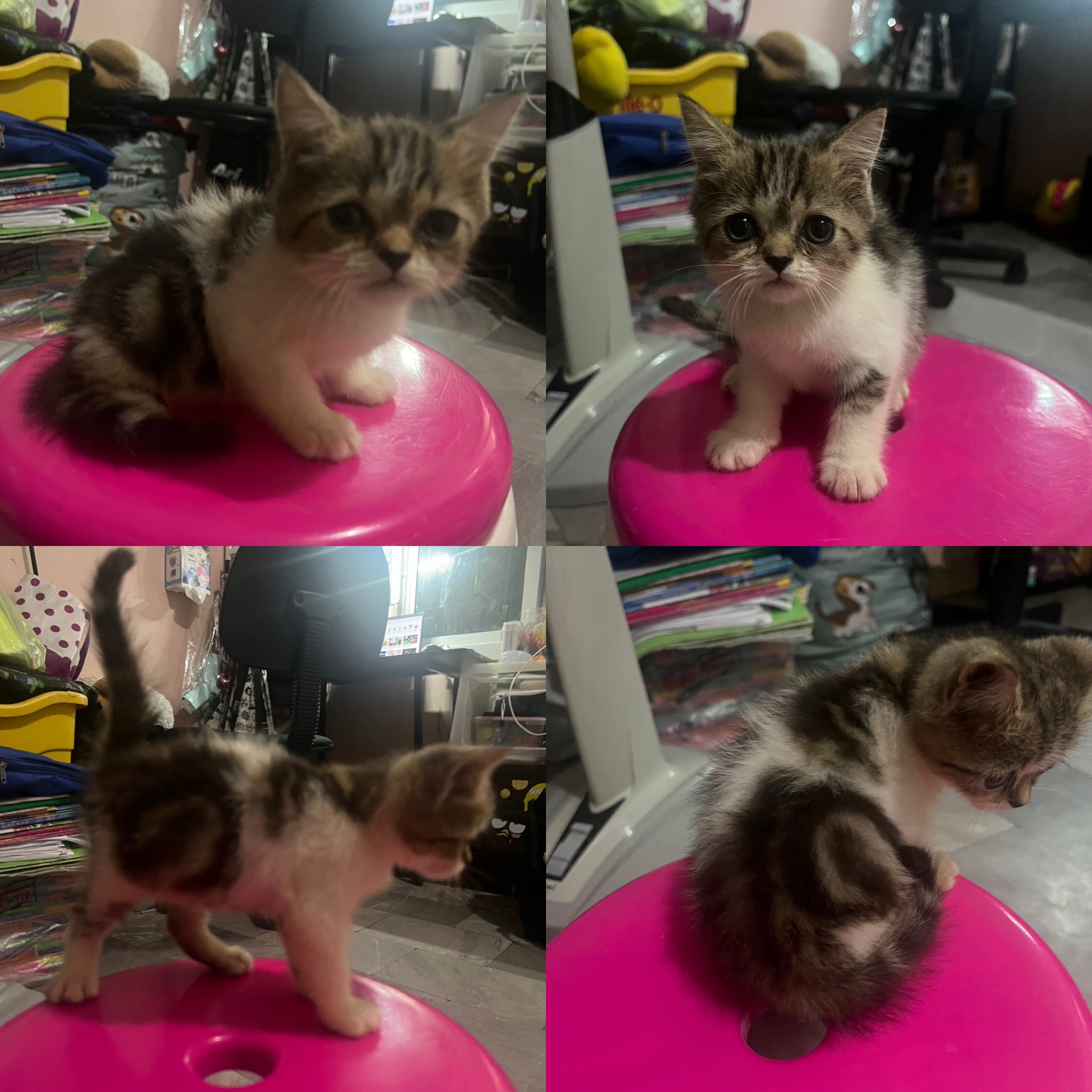 ลูกแมว2เดือน ตัวสุดท้าย