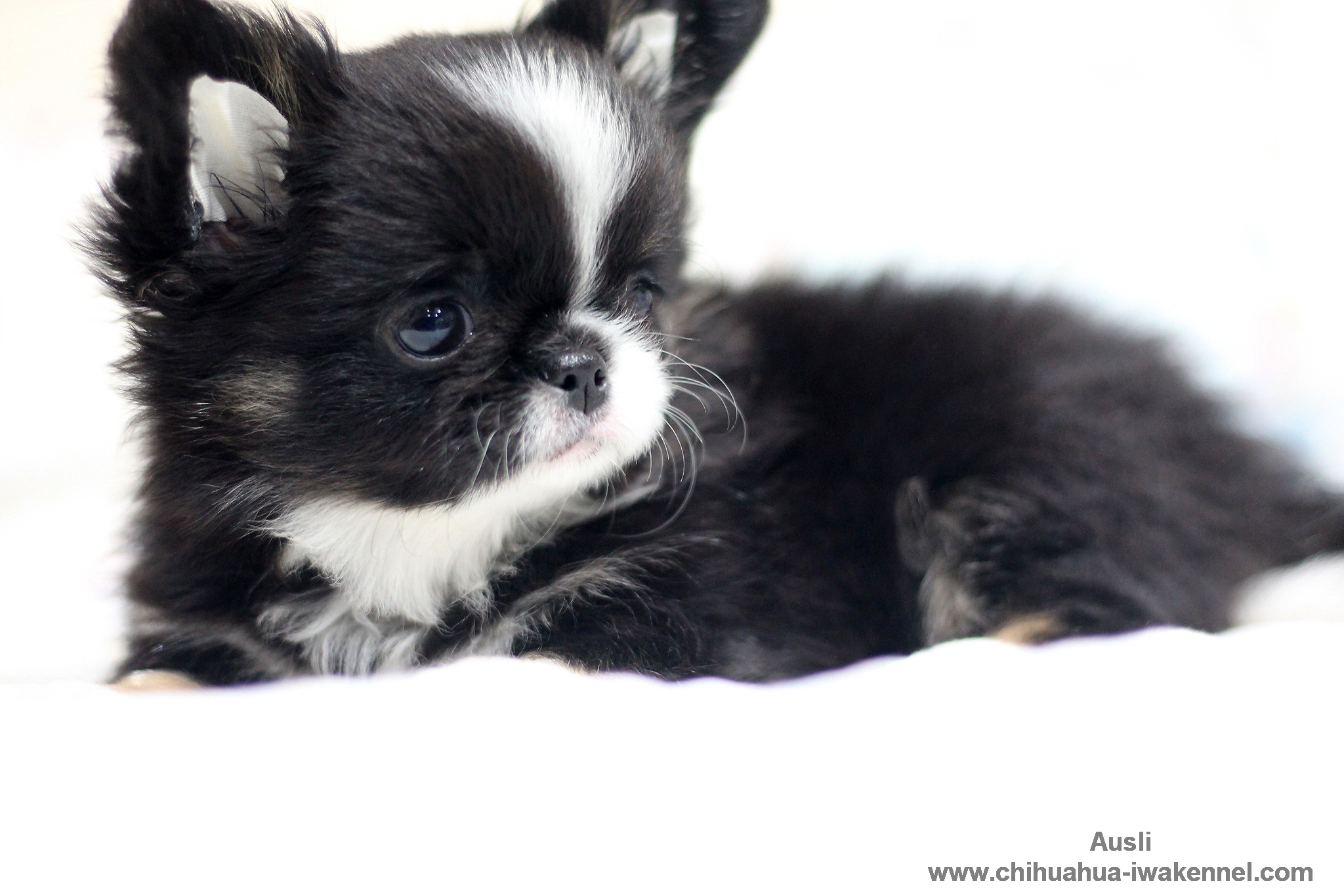 ขายลูกสุนัขชิวาวา