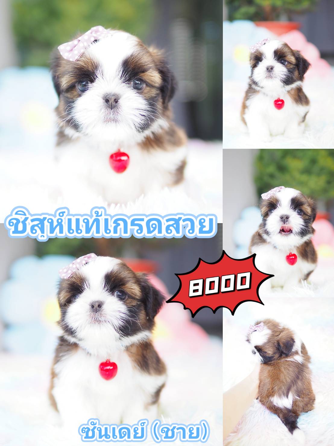 กิ๊ฟซ่า ชิสุห์ ส่วนลด รออยู่คะ