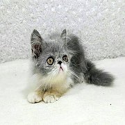 ขายลูกแมวเปอร์เซีย สีขาวเทา หน้าบี้ เพศเมีย 3 เดือน 5800 บาท
