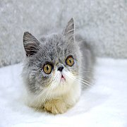 ขายลูกแมวเปอร์เซีย สีขาวเทา หน้าบี้ เพศเมีย 3 เดือนกว่า