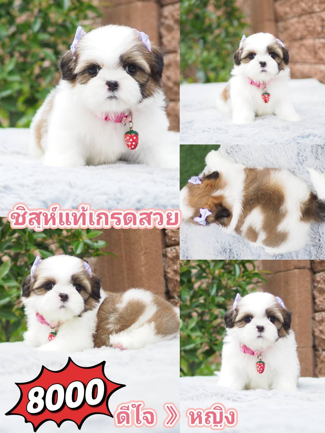 Shihtzu สวย+มีส่วนลด