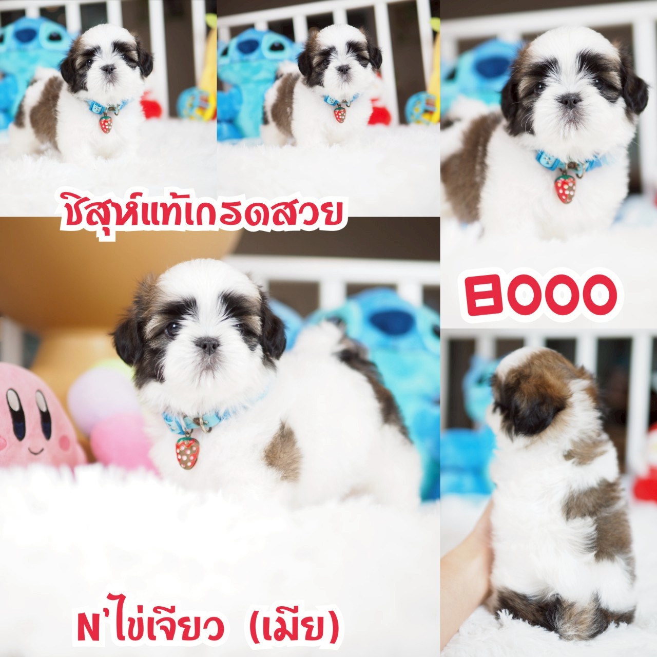 ชิสุ กิ๊ฟซ่า