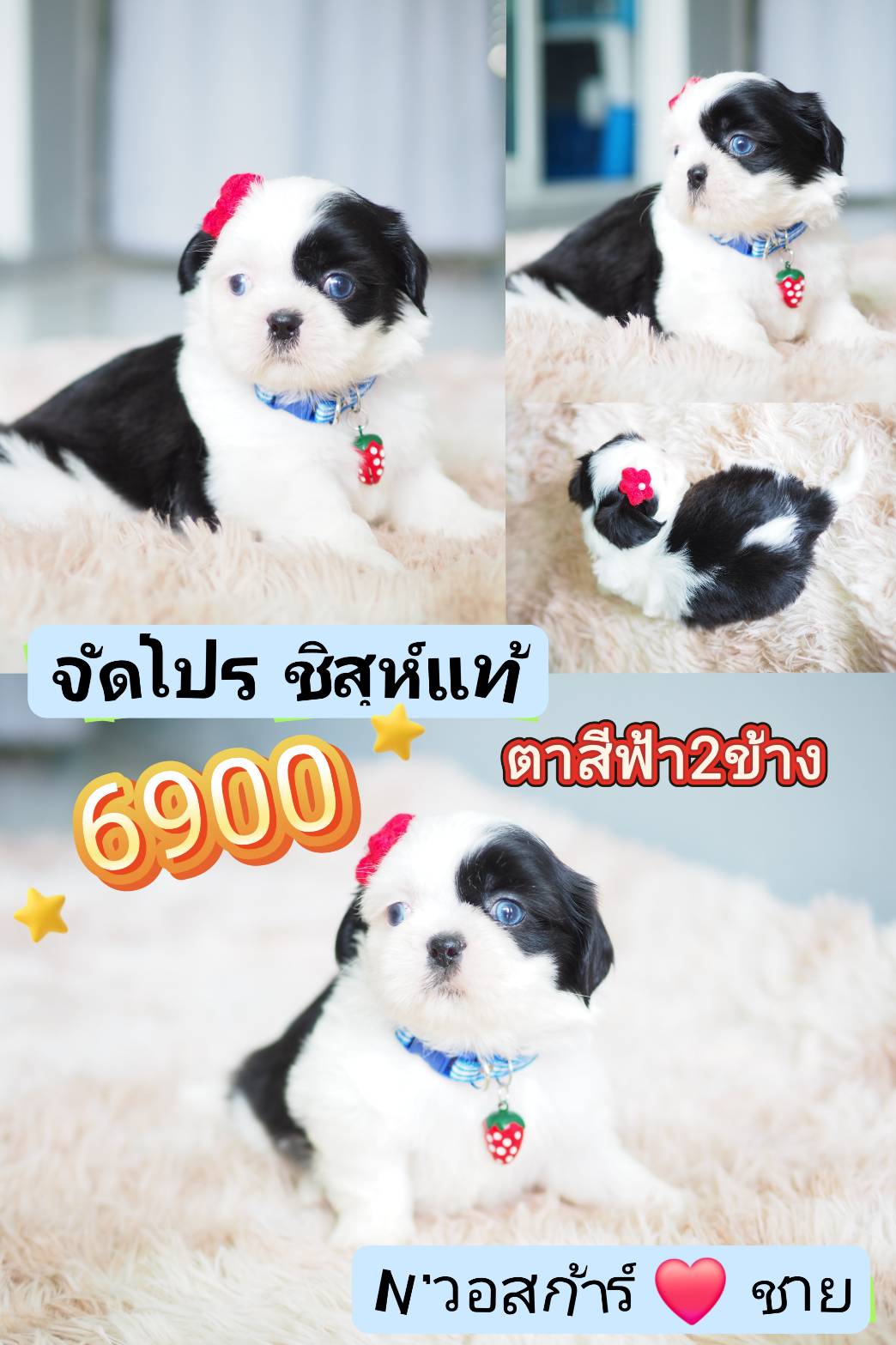 SHIHTZU  100% ... 6900