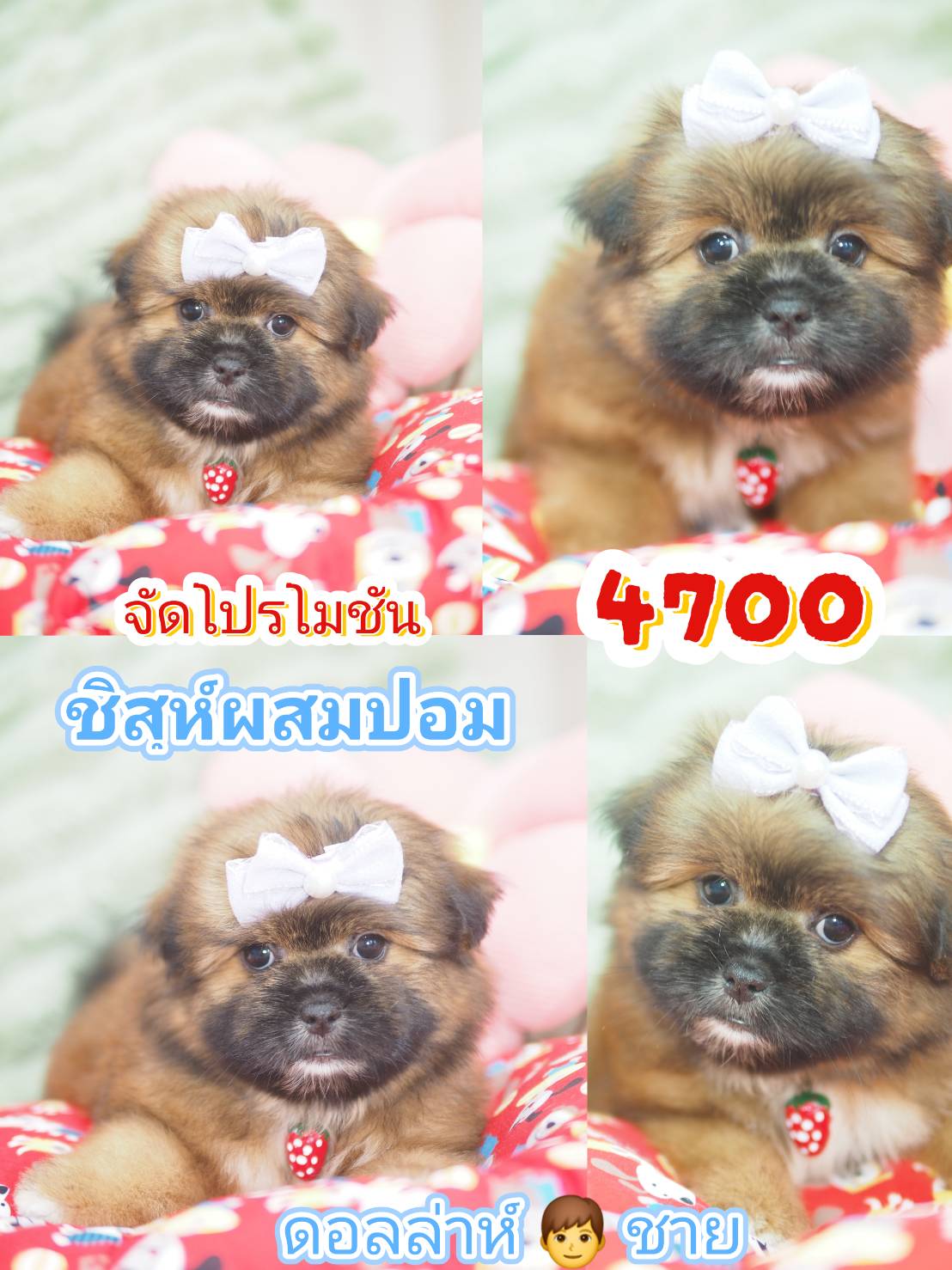 ชิสุผสมปอม