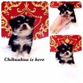 [Chihuahua Is Here]แบล็คแทน t-cup เพศเมีย Topgrade(SOLD)