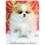 [chihuahuaishere_by_som] ปอมแฟนซี สุดอลัง เพศผู้