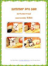  !!Summer Pro!!ชิวาวาขนยาว ผู้ ราคาเดียว 5,500 บาท<< 