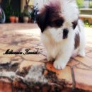 NEW!! น้อง"Scotch"ชิสุห์ อายุ2เดือน เพศผู้ สีBrown and white สามสีสามต...