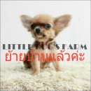 LITTLE DOG'S FARM :ย้ายบ้านแล้วค่ะ ชิวาวาขนยาว สีน้ำตาล ตัวเล็กๆ ราคาเพียง 5,500...