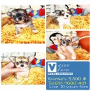 !!Vasunfarm!!ชิ ขนยาว ผู้-เมีย ราคาเพียง 5,500 บาท<<<<