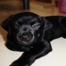 Labrador retriever black puppy girl