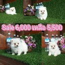 Big Sale จาก 6000 บาทเหลือเพียง 5500 บาทเท่านั้น เพศผู้ ปอมๆ