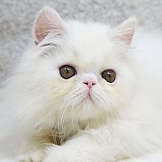ขายลูกแมวเปอร์ซีย สีขาว เพศผู้ 2 เดือนกว่า วัคซีนแล้ว 5500 บ.