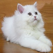 ลูกแมวเปอร์เซียสีขาว เพศผู้