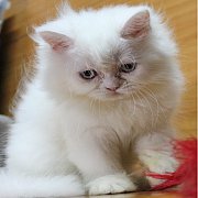 ลูกแมวเปอร์เซียสีขาว เพศเมีย