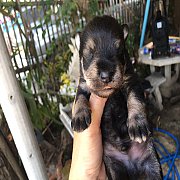 บีเกิ้ลแท้ สนใจลดได้คะ